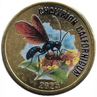 2 Pounds - Chalybion Calfornicum - Blue mud dauber