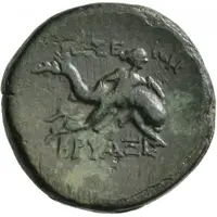 Tetrachalkon - Bryaxis