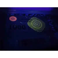 2000 Forint - Élelmiszer utalvány